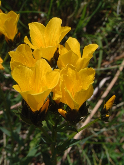 Linum capitatum / Lino capitato